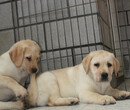 北京拉布拉多出售纯种拉布拉多幼犬赛级拉布拉多图片