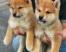 北京柴犬價位多少北京什么地方有賣柴犬北京柴犬犬舍
