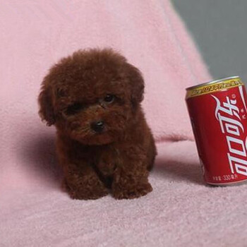 出售泰迪熊.泰迪熊幼犬保健康北京送货上门