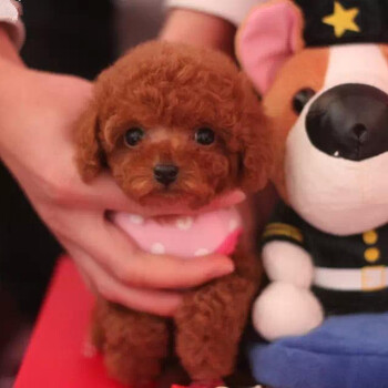 纯种泰迪犬玩具体泰迪犬同城可送货北京京诺犬业