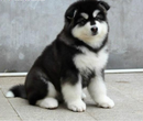 灰桃阿拉斯加北京阿拉斯加幼犬多少钱十字脸纯种阿拉斯加犬图片