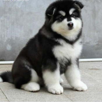 灰桃阿拉斯加北京阿拉斯加幼犬多少钱十字脸纯种阿拉斯加犬