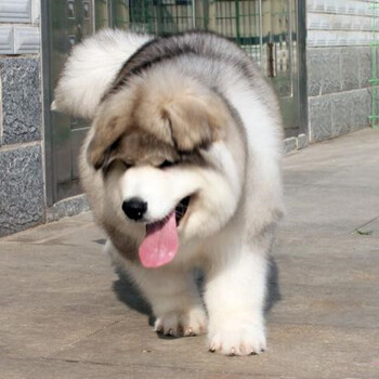 巨型阿拉斯加纯种阿拉斯加北京哪卖阿拉斯加幼犬出售签协议