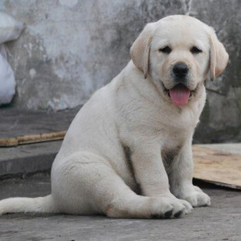 纯种拉布拉多犬多少钱赛级拉布拉多北京京诺犬业