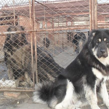 出售名犬猎犬大型肉狗欢迎选购