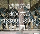 长期供应马犬杜高犬比特犬卡斯罗犬等名贵品种图片