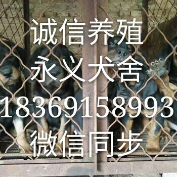 长期供应马犬杜高犬比特犬卡斯罗犬等名贵品种