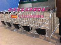 养猪设备母猪定位栏猪用限位栏厂家直供图片3
