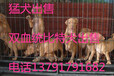 云南地区比特犬斗狗现在的价格、在那能买到、福润德养殖场