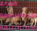 云南地区比特犬斗狗现在的价格、在那能买到、福润德养殖场