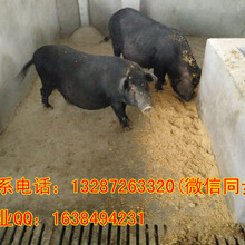 藏香猪多少钱一头哪里出售藏香猪价格便宜品种好