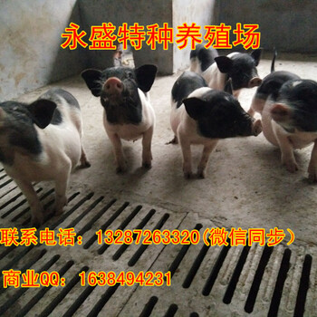 香猪种猪价格多少钱一头香猪种猪养殖场在哪里