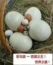 鸵鸟蛋的价格鸵鸟蛋多少钱一只