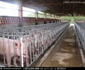 供應豬品種有蘇太豬，太湖豬，北京黑，藏香豬等
