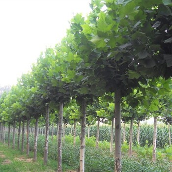 法桐報(bào)價(jià)——法桐的種植與防護(hù)