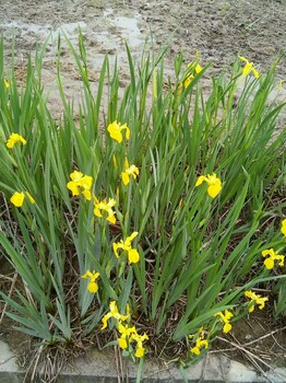 黄花鸢尾种植基地黄菖蒲销售价格大量批发