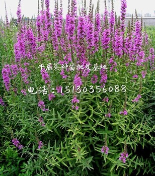 湖南水生植物湖南水生花卉湖南水生植物花卉種苗
