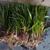 江蘇大量供應矮生苦草價格品質嘉祥水生植物