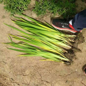 上海水生花卉、上海水生植物种苗花卉种苗