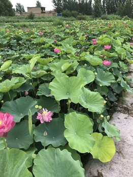 白洋淀观赏莲花批发厂家莲花苗基地承接莲花种植