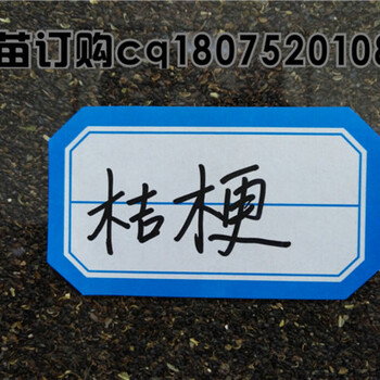 桔梗怎么種植，桔梗產(chǎn)地批發(fā)，桔梗今年市場行情