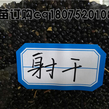 菊花苗，丹參苗，射干苗，蒲公英種子，桔梗種子，黃芪種子，柴胡種子