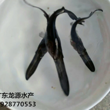2019年鸭嘴鱼苗预售中，广东鸭嘴鱼苗供应，英德鸭嘴鱼