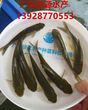 广东淡水养殖草鱼苗，生长迅速，饲料来源广，龙源养殖基地直供