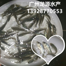 澳洲宝石鲈鱼苗供应免费提供宝石鲈鱼养殖技术宝石鲈鱼对投喂饲料的要求