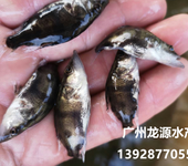 桂鱼苗批发桂花鱼的养殖鳜鱼的投喂技术，桂鱼可以吞下多大的饲料鱼？