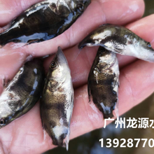 桂鱼苗批发桂花鱼的养殖鳜鱼的投喂技术，桂鱼可以吞下多大的饲料鱼？