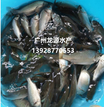 鲈鱼苗批发宝石斑鱼价格澳洲宝石鲈鱼种苗宝石鱼养殖基地