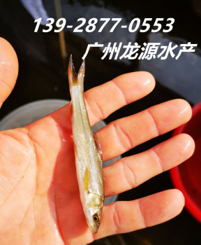 淡水鱼苗出售银鳕鱼苗批发清远银鳕鱼苗价格佛山大鳞鲃鱼苗养殖供应