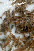 澳洲淡水龙虾苗批发/龙虾苗价格/澳龙种苗供应/大型龙虾苗养殖基地/广州龙源水产图片