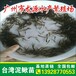 泥鳅鱼苗优质台湾泥鳅种苗求购野生泥鳅苗繁殖基地全国包邮