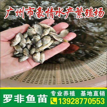 豪情淡水鱼苗批发，非洲鲫鱼苗，1-6公分吉富罗非鱼苗，罗非鱼苗批发价格