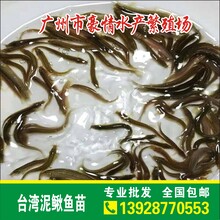 江西萍乡泥鳅鱼养殖技术广东清远泥鳅鱼苗批发报价广西台湾泥鳅苗价格