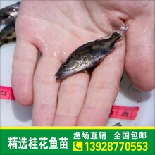 豪情鱼苗桂花鱼江西桂花鱼苗批发浙江桂鱼苗价格鳜鱼鱼苗批发价格