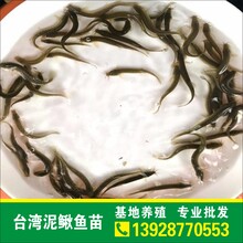 鲜活泥鳅鱼苗批发广西台鳅鱼苗供应江西泥鳅苗大量批发出售