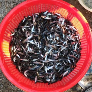 广州加州鲈鱼苗寸苗供应基地淡水加州鱼养殖方法全国鲈鱼苗价格