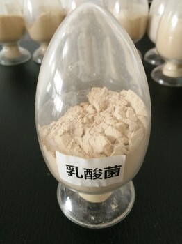 乳酸菌誘食調(diào)節(jié)腸道水產(chǎn)植物乳酸菌乳酸菌
