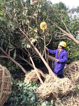 湖北红东园林供应全冠湖北枇杷树、移栽枇杷树