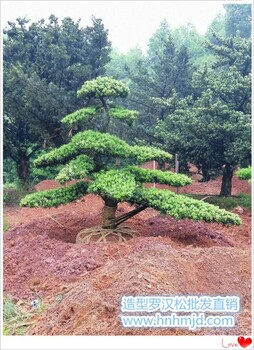 临水造型罗汉松-湖南长飘整形罗汉松腾地清圃找宏景轩