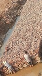 河堤护岸宾格石笼生态护坡石笼网箱图片1