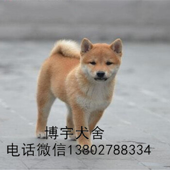 深圳哪里有柴犬深圳柴犬价格多少一只深圳哪个犬舍好