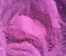 优质紫薯粉价格,山东鹏远公司专业生产图片