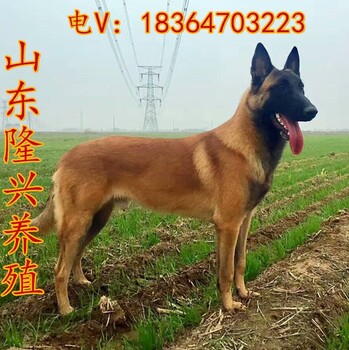 广东血统比利时马犬出售马犬幼犬马犬多少钱马犬价格纯种马犬