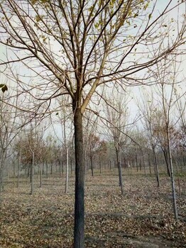 白蜡速生白蜡河北白蜡保定白蜡基地