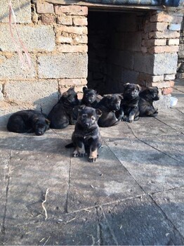 丽江买狗丽江买宠物犬什么价格云南狗场各种幼犬