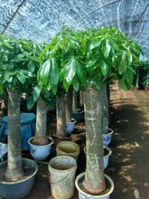  Picture of production base of Hainan Facai Tree sales base